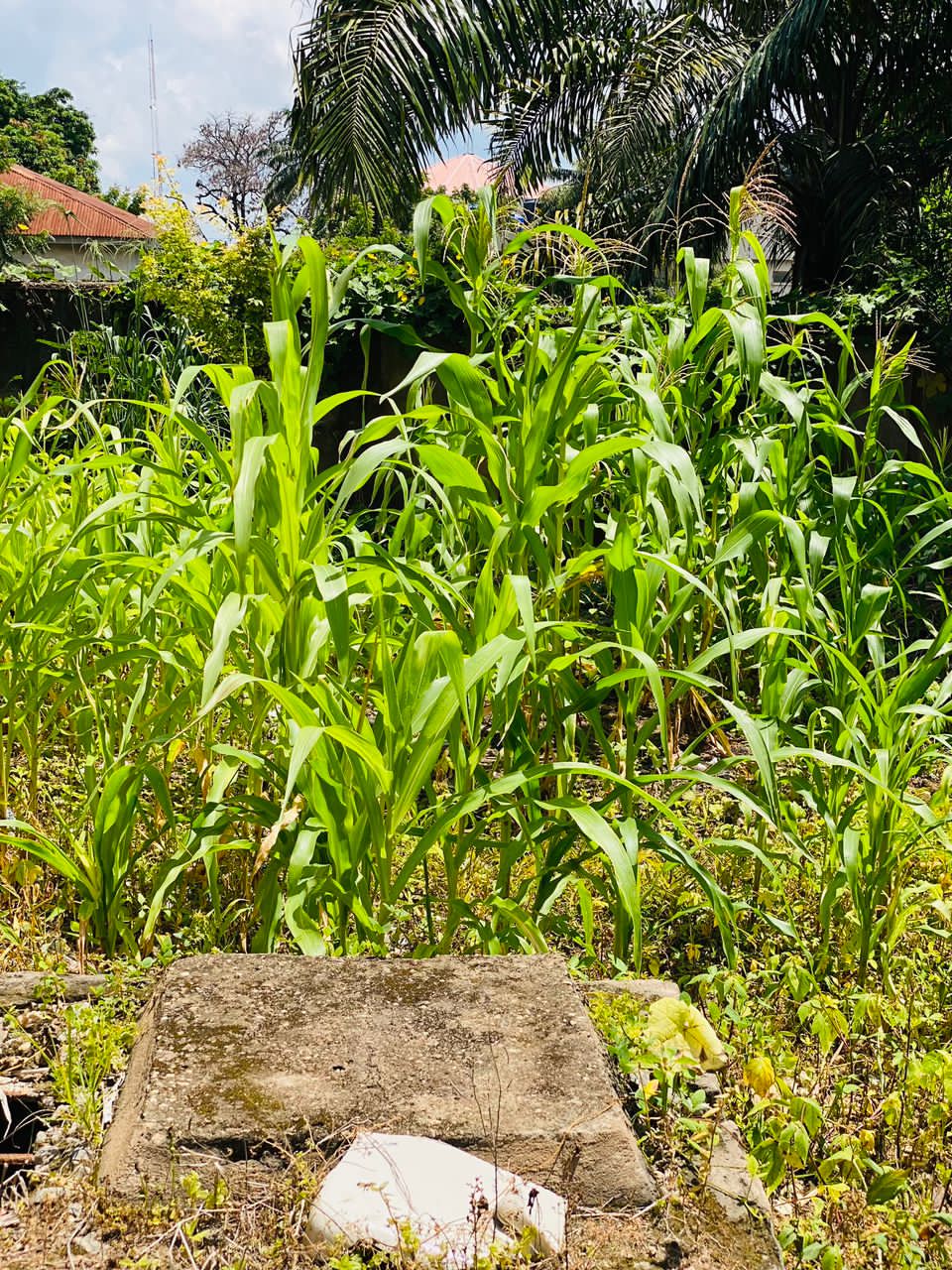 Green maize plants growing in a field